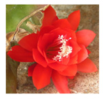Bl&uuml;te